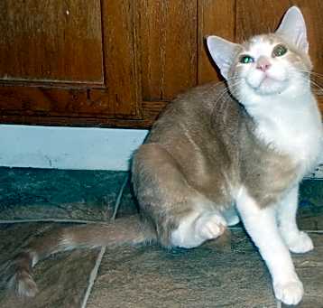 Photo of Ginger