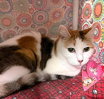 Photo of Clio