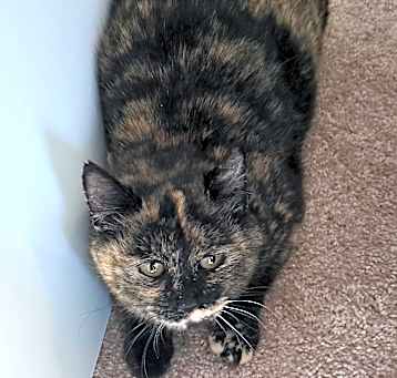 Photo of Tawny