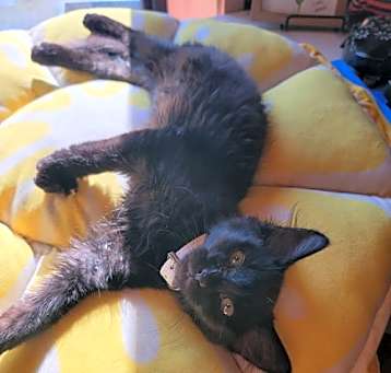 Photo of Sheeba  (th)