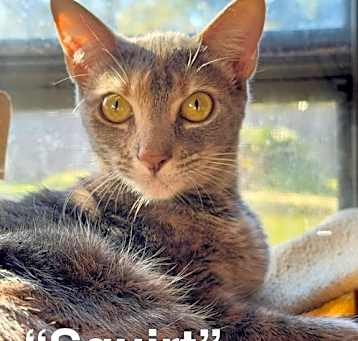 Photo of Squirt