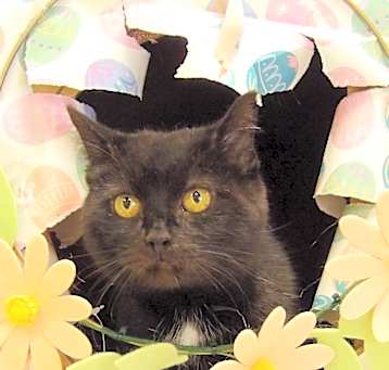 Photo of Twinkle Toes