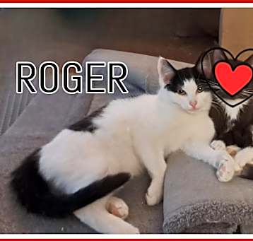 Photo of Harry & Roger (BONDED)