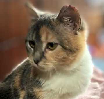 Photo of Abby