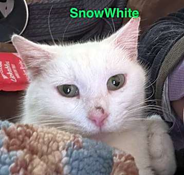 Photo of Snow White