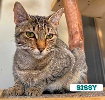Photo of Sissy