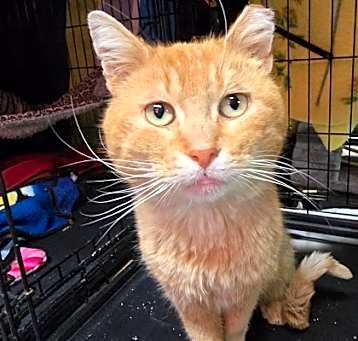 Photo of Helios *$pecial FIV+ fee*