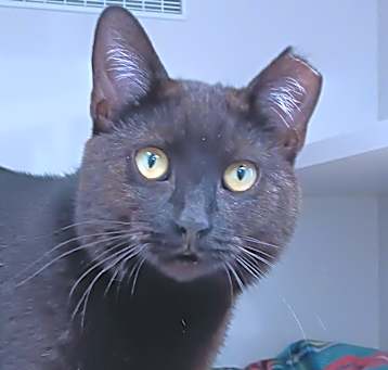 Photo of Fudge