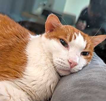 Photo of Huck