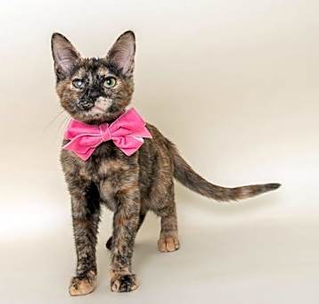 Photo of Elle Woods
