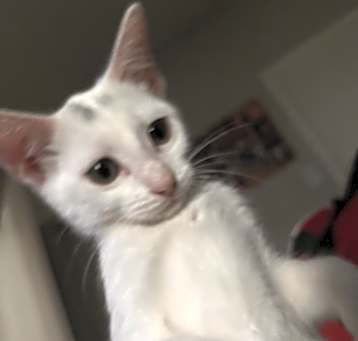 Photo of Lychee