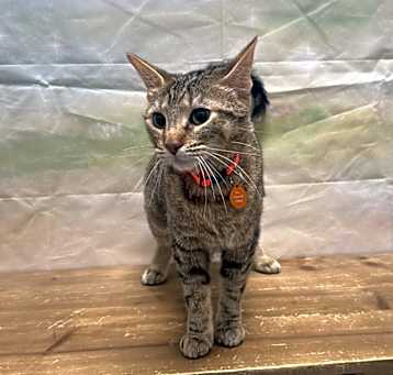 Photo of Mango