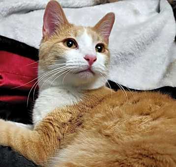 Photo of Mulder