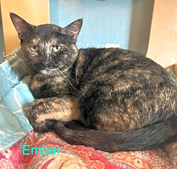 Photo of Ember