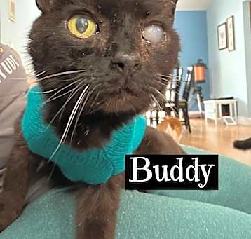 Photo of Buddy  ***Seeking Long Term foster***