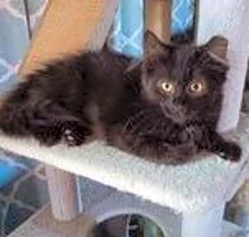 Photo of Zz Brooke ~ Courtesy