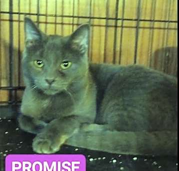 Photo of Zz Baby Promise - Courtesy