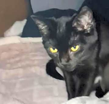 Photo of Zz Baby Olive Gothic Princess - Courtesy