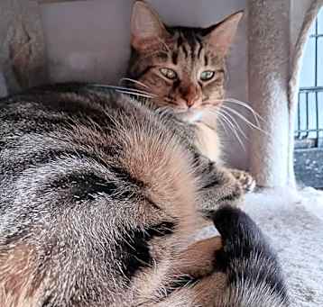 Photo of Wren