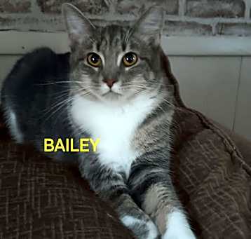 Photo of Baby Bailey