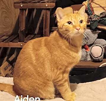 Photo of Baby Aiden