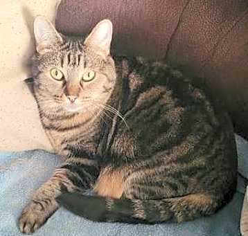 Photo of Zz Tiger~ Courtesy