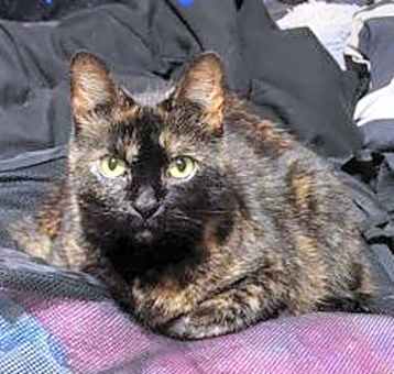 Photo of Zz Maya~ Courtesy