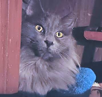 Photo of Zz Baby Grayson~ Courtesy