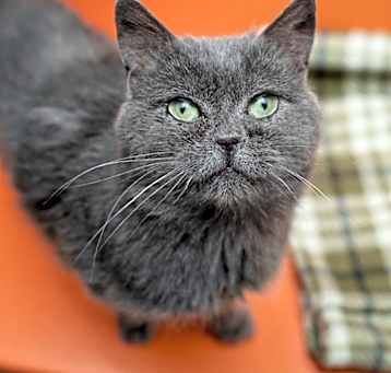 Photo of Chowder
