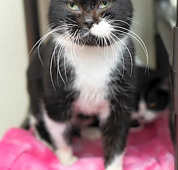 Photo of Humphrey