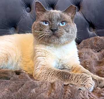 Photo of Meowgi