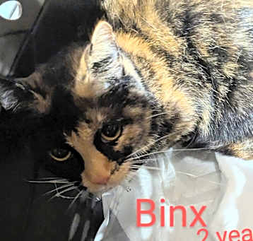 Photo of Binx