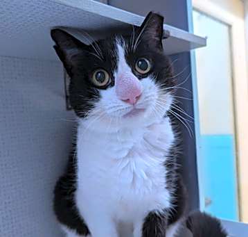 Photo of Felix