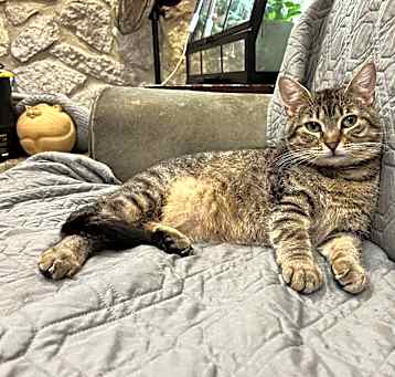 Photo of Cleopawtra