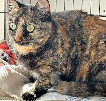 Photo of Aiko
