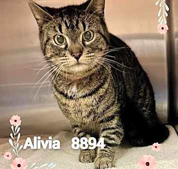Photo of Alivia (608)