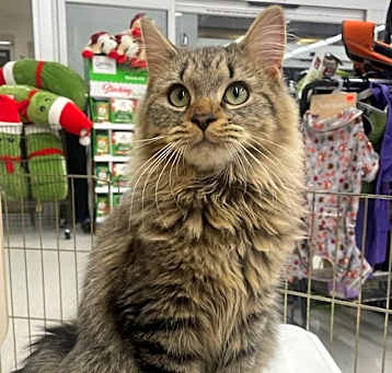 Photo of Sulley - at Petco (bonded with Georgee)