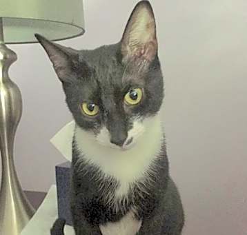 Photo of Georgee - at Petco Germantown (bonded with Sulley)