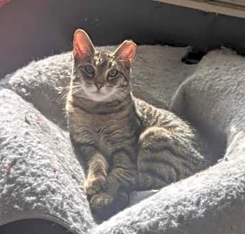 Photo of Annie
