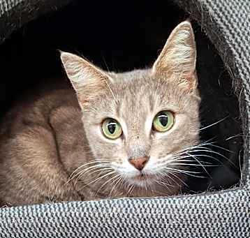 Photo of Lacey