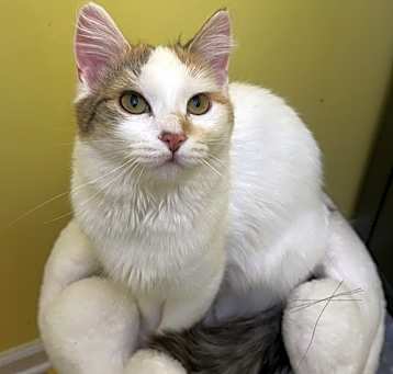 Photo of Lorna Doone (deaf)