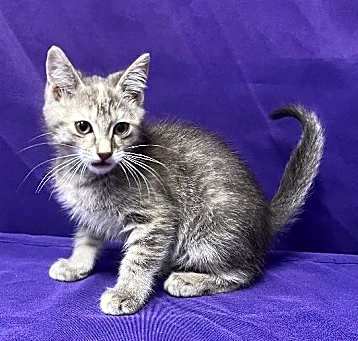 Photo of Gin