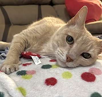 Photo of Sunny