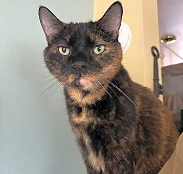 Photo of Annabella ( front declaw )