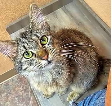 Photo of Kitty Soft Paws