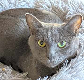 Photo of Spot