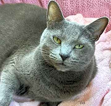Photo of Dot