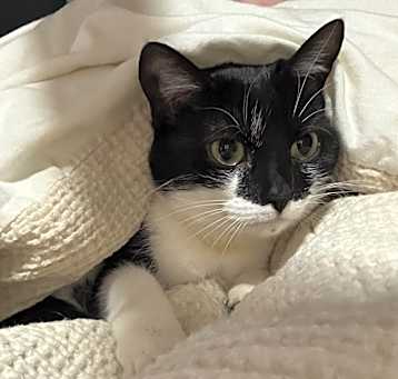 Photo of Kitty