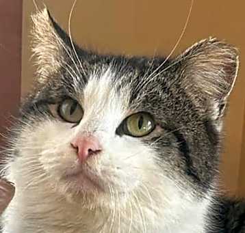 Photo of Rocco