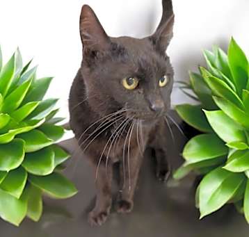 Photo of Ebony